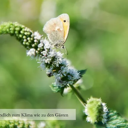발트란트